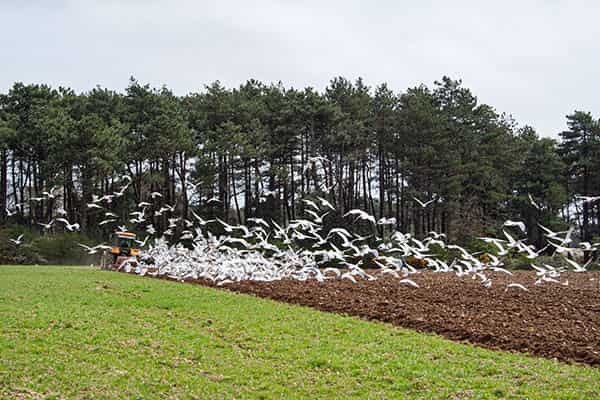 Eine unbefahrene Strassenkreuzung auf Menorca, in der Mitte befinden sich zwei nebeneinander liegende Gullydeckel. Ein zweigeschossiges Haus ohne Ecke praegt dominant das S/W-Foto. Die Ecke des Hauses ist gerundet, bei allen Fenstern sind die Rolladen geschlossen. Eine dicke Stromleitung verlaeuft waagerecht zwischen Parterre und dem erstem Stock an der Aussenwand entlang - Verbotsschilder sind fuer zwei der Abzweigungen an ihr angebracht. Links im Vordergrund ist ein aelterer Herr, der seine Arme hinter dem Ruecken verschraenkt hat, gerade dabei, den schmalen Buergersteig zu betreten. Er trägt eine dunkle kurze Hose und ein weisses kurzaermeliges Hemd. Auf der gegenüberliegenden Strassenseite laufen zwei Kinder in die entgegengesetzte Richtung. Ihre Abbildung ist wegen ihrer schnelleren Bewegung unscharf. Ihnen entgegen kommt eine ältere Dame, mit einer leicht gebeugten Haltung. Sie trägt ein luftiges, wenig gemustertes, kurzaermeliges weisses Kleid.