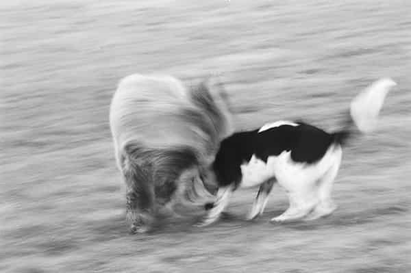 Zwei Hunde spielen auf einer Wiese. Der groessere Hund ist langhaarig braun und der andere hat eine schwarz-weisse Zeichnung. Sie sind sehr schnell und durch eine lange Belichtungszeit ist die Bewegung durch die Unschaerfe definiert. Durch das ziehen der Kamera ist selbst der Rasen im Hintergrund unscharf. Es entsteht der Eindruck einer starken Dynamik. Die Aufnahme entstand im Grueneburgpark, Frankfurt.