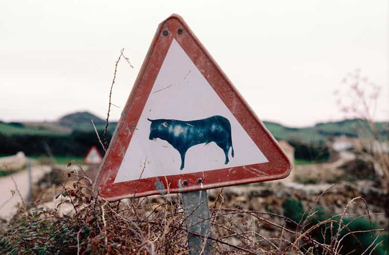 Gefahrzeichen 101-12 (Viehtrieb). Im weissen Zentrum des Dreieck ist ein stattlicher Bulle abgebildet. Das Warnschild vor Viehtrieb steht schraeg vor unscharfer Landschaft.
