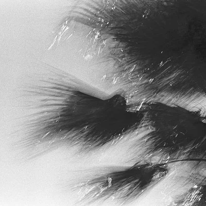 Wetter: es regnet und stuermt. Palmwedel werden geschuettelt und haben auf Grund der langsamen Verschlusszeit der Kamera keine Kontur - sind unscharf, so wie der Regen, den sie vor sich hin peitschen. Schwarz - Weiss Fotografie, Menorca.