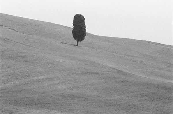 Im ersten Bild der Serie ist ein Wahrzeichen der Toscana verewigt - die Zypresse. Sie steht comichaft auf typisch huegeliger vertrockneter Graslandschaft. Die Sonne steht fast im Zenit und er Baum wirft nur einen kleinen Schatten.