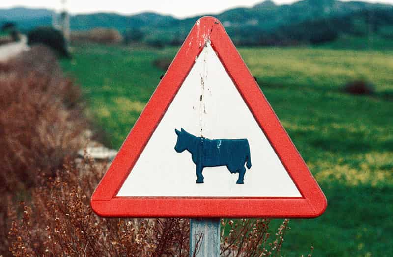 Gefahrzeichen 101-12 (Viehtrieb). Im weissen Zentrum des Dreieck ist eine Kuh im Comic Stil abgebildet. Das Warnschild vor Viehtrieb steht vor unscharfer Landschaft. Die rote dreieckige Umrandung ist noch sehr farbintensiv.