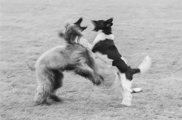 Zwei Hunde jagen sich spielerisch. Der zottelige braune Hund, vermutlich ein Afghane, verfolgt den schwarz-weiss gemusterten Hund. Trotz der Bewegungsunschaerfe sieht man seine aufgerissene Schnauze mit den Zahnreihen und die Augen. Der verfolgte Hund hat sein Gesicht nach links zum Verfolger gedreht, so dass man nur seinen Hinterkopf sieht. Die Aufnahme entstand im Grueneburgpark, Frankfurt.