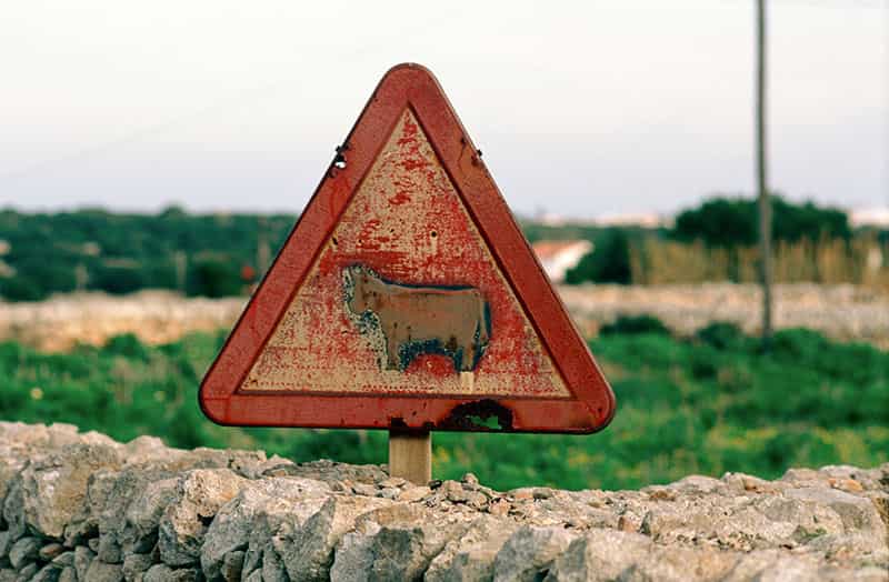 Gefahrzeichen 101-12 (Viehtrieb). Das eigentlich weisse Zentrum des Dreieck ist aehnlich rot wie die dreieckige Umrandung. Das Warnschild vor Viehtrieb steht vor unscharfer Landschaft hinter einer Natursteinmauer. Die abgebildete Kuh ist braun und schemenhaft, das untere Ende des Schild ist von Rost angefressen.