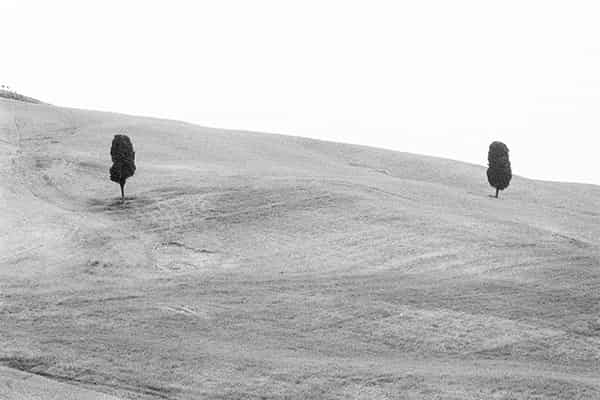 Drittes Bild der Serie Zypressen in der Toscana. Der Baum wird zur Karikatur: er steht wie auf Stelzen und sein Gruen sieht aus wie die Helme der londoner Palastwache. Die Landschaft ist sanft und die Trockenheit macht die Huegel braun, was im Kontrast zu den fast schwarzen Zypressen in den Grautoenen der Schwarz-Weiss Fotografie gut zur Geltung kommt.