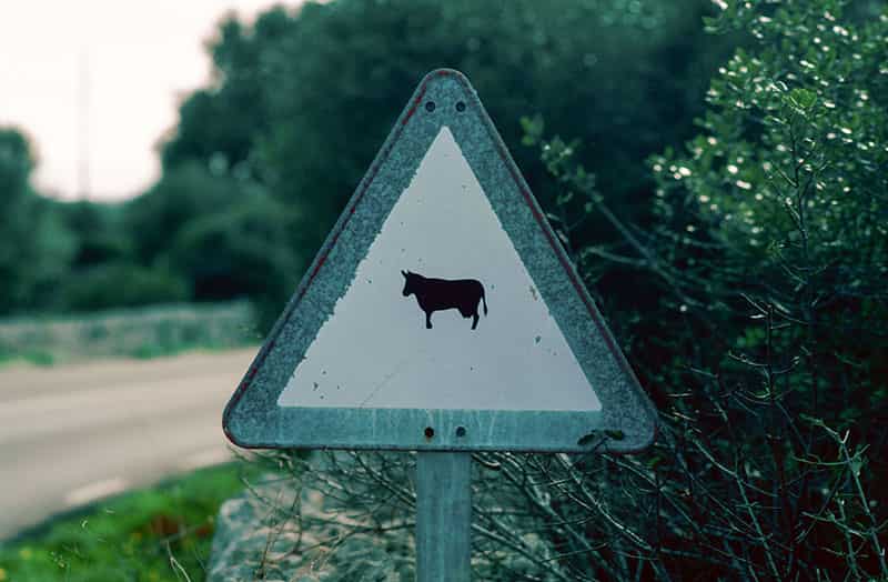 Gefahrzeichen 101-12 (Viehtrieb). Im weissen Zentrum des Dreieck ist eine kleine Kuh abgebildet. Das Warnschild vor Viehtrieb steht vor Gebuesch, eine Strasse ist unscharf abgebildet. Das Rot der Umrandung ist nicht mehr vorhanden - das Blech ist farbgebend.