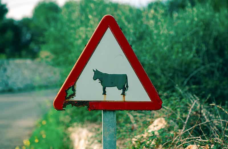 Gefahrzeichen 101-12 (Viehtrieb). Im weissen Zentrum des Dreieck ist eine Kuh abgebildet. Das Warnschild vor Viehtrieb steht vor Gebuesch und ist stark von Rost angefressen.