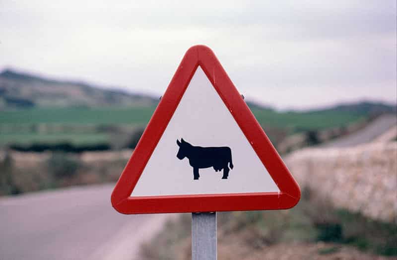 Gefahrzeichen 101-12 (Viehtrieb). Im weissen Zentrum des Dreieck ist eine Kuh abgebildet. Das Warnschild vor Viehtrieb ist noch neu - die rote Umrandung ist noch perfekt. Das Schild steht vor einer unscharfen Natursteinmauer, Strasse und huegeligen Landschaft.